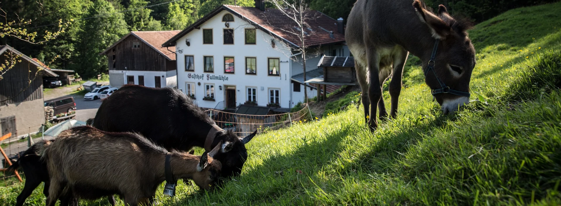 Gasthof Fallmühle in Pfronten im Allgäu Esel an einem Grünen Hang vor dem Gasthof Fallmühle in Pfronten im Allgäu.