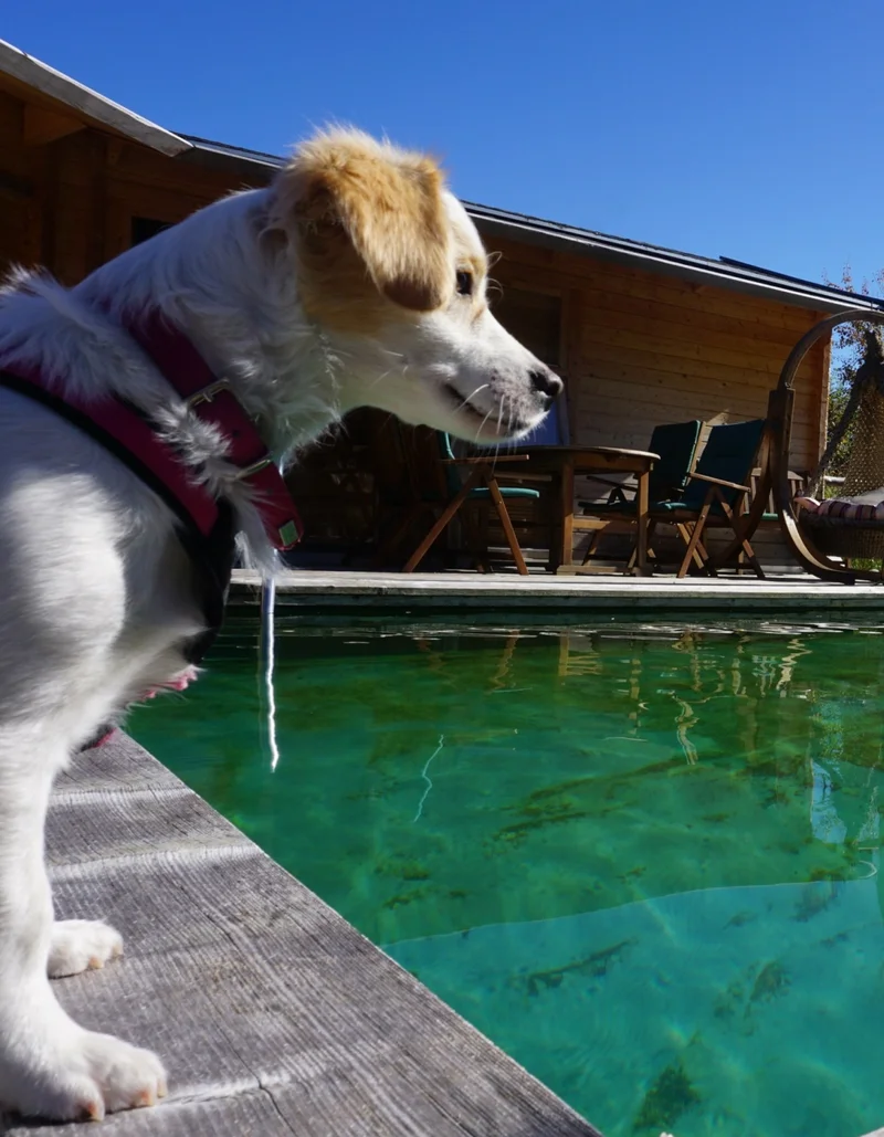 Komfort für Hund und Herrchen in Pfronten im Allgäu Ein Hund im Garten einer Ferienwohnung in Pfronten.