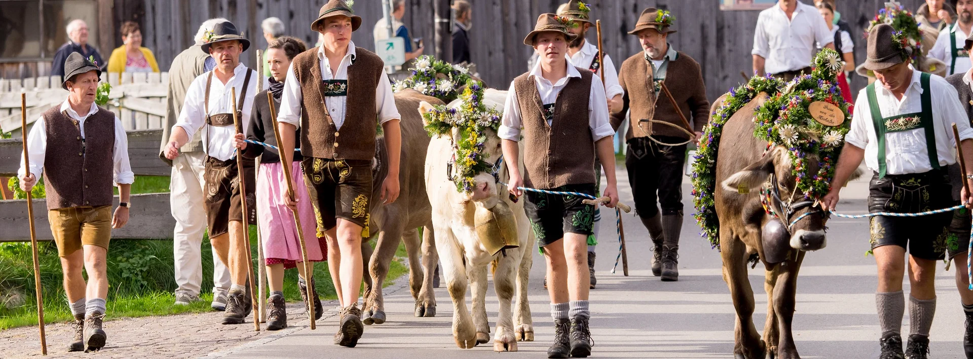 Viehscheid in Pfronten im Allgäu Mehrere Alphirten mit Kranzrindern bei der Viehscheid in Pfronten im Allgäu.