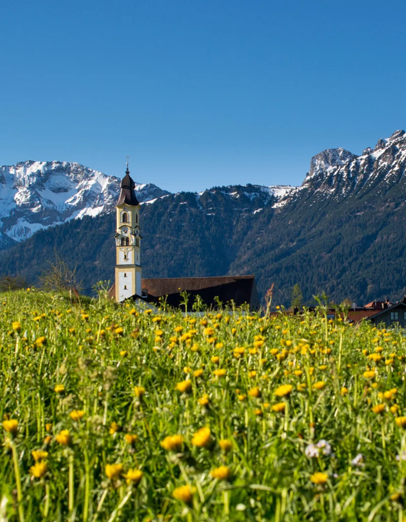 Sommerliche Löwenzahnwiese mit Panoramablick und beeindruckender Bergkulisse.