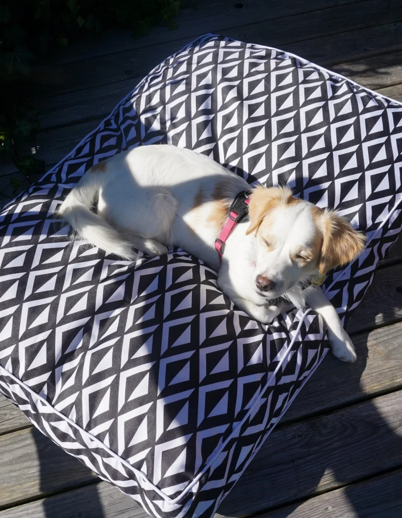 Ferien mit dem Hund in Pfronten Ein Hund sitzt gemütlich auf einem Sitzkissen und genießt die Sonne.