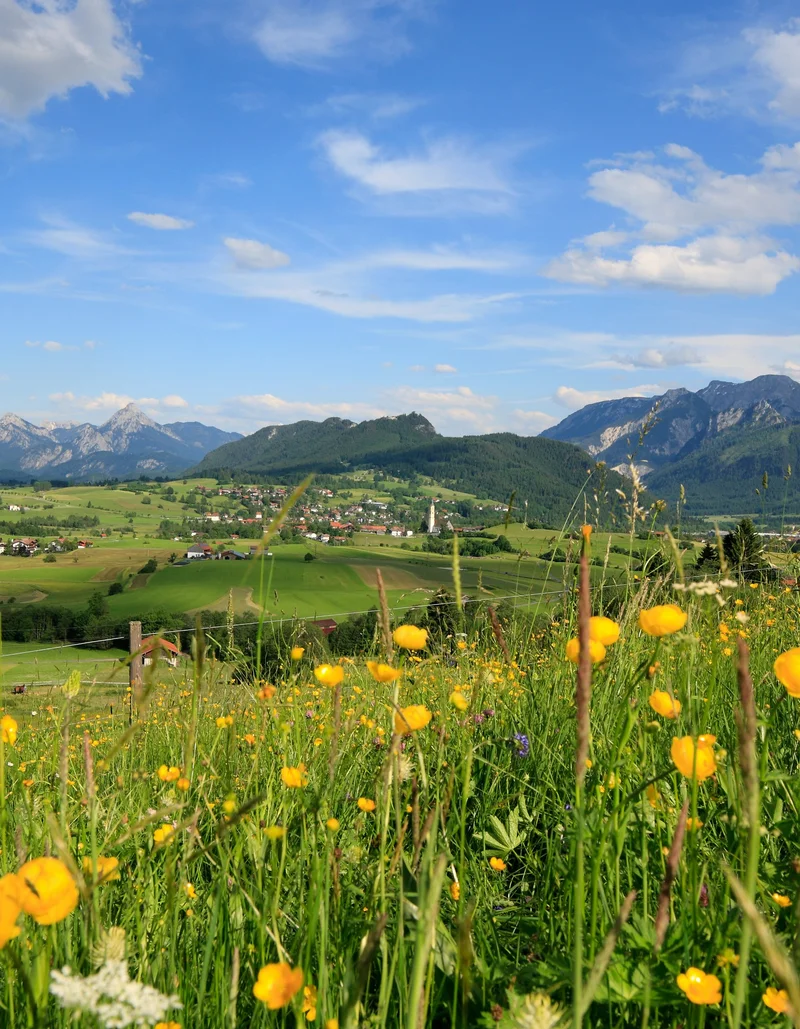 Eine blühende Bergwiese mit einer tollen Aussicht auf eine sonnige Berglandschaft.