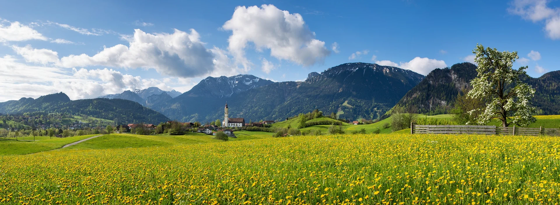 Pfronten im Allgäu - Wandern im Tal und am Berg Sommerliche Löwenzahnwiese mit Panoramablick und beeindruckender Bergkulisse.