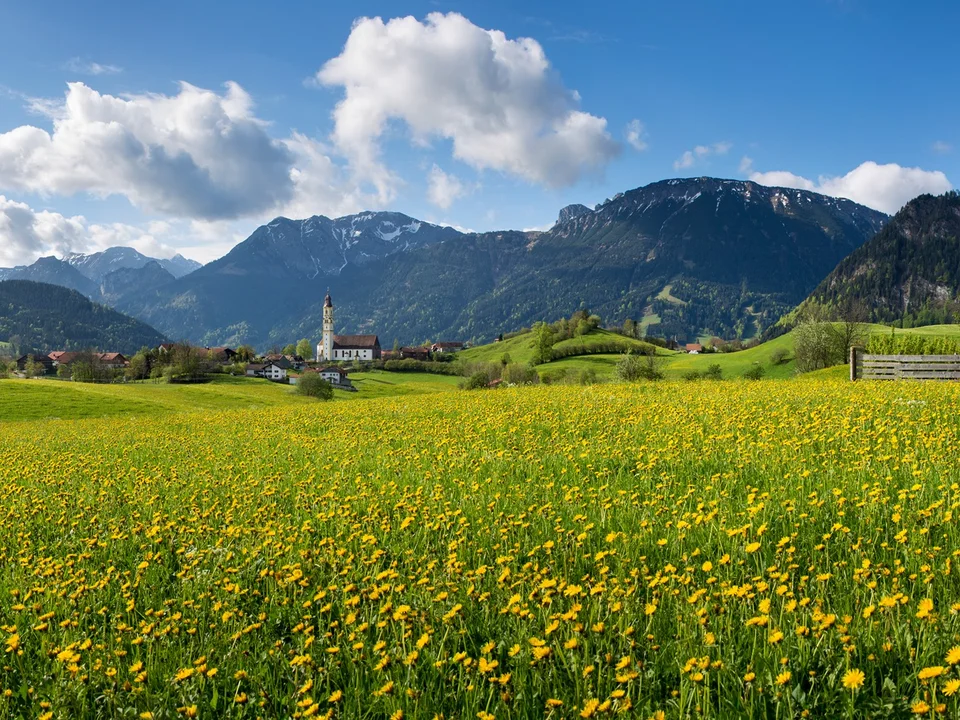 Pfronten im Allgäu - Wandern im Tal und am Berg Sommerliche Löwenzahnwiese mit Panoramablick und beeindruckender Bergkulisse.