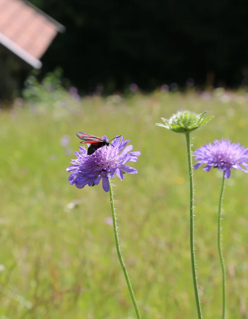Bergwiesenpfad Pfronten Nahaufnahme einer bunt bewachsenen Bergwiese.