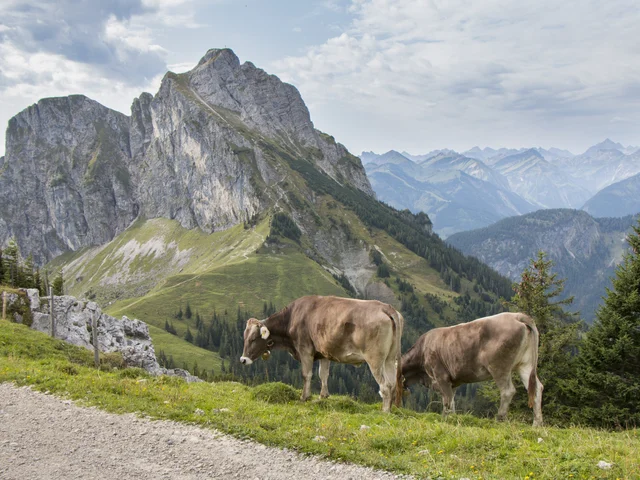 Wandern auf dem Breitenberg im Allgäu Kühe in einer beeindruckenden Berglandschaft.