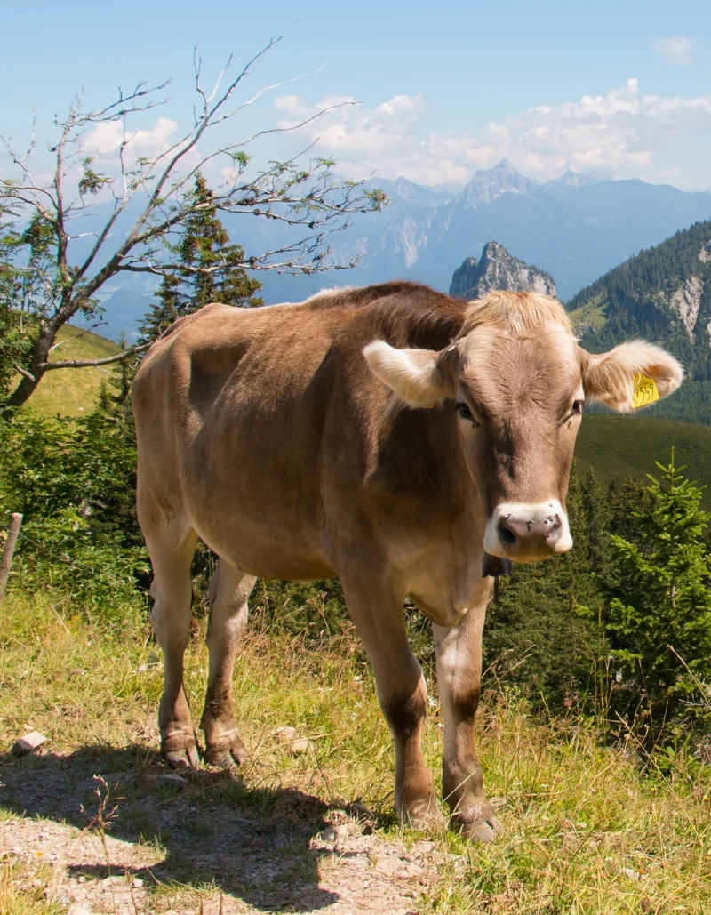 Begegnung am Berg Eine Allgäuer Kuh steht auf einer grünen Weide, mit einer markanten Bergkulisse im Hintergrund.
