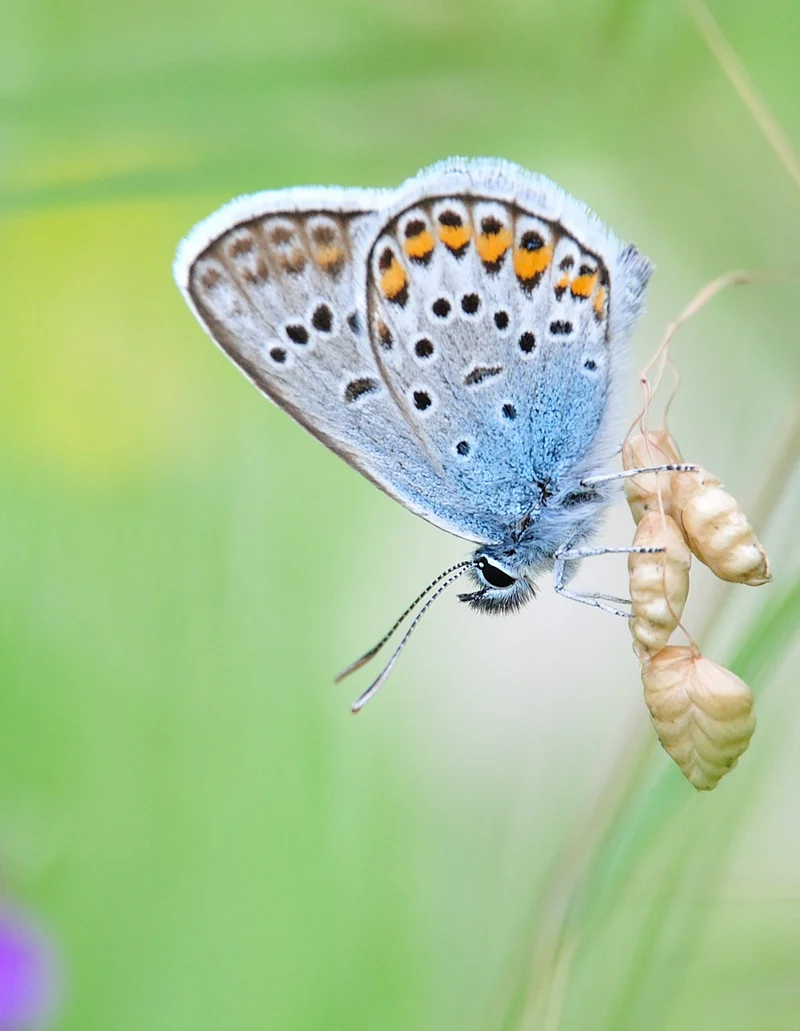 Eine Nahaufnahme eines Schmetterlings.