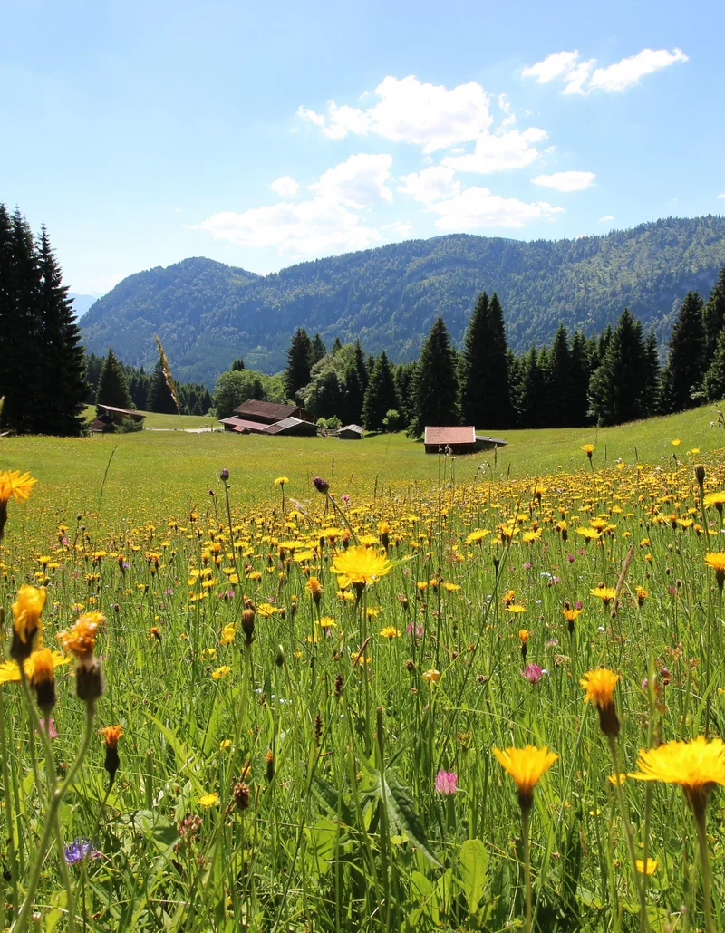 Bergwiese mit Allgäuer Alpen Eine bunt bewachsene Bergwiese inmitten der Allgäuer Alpen.