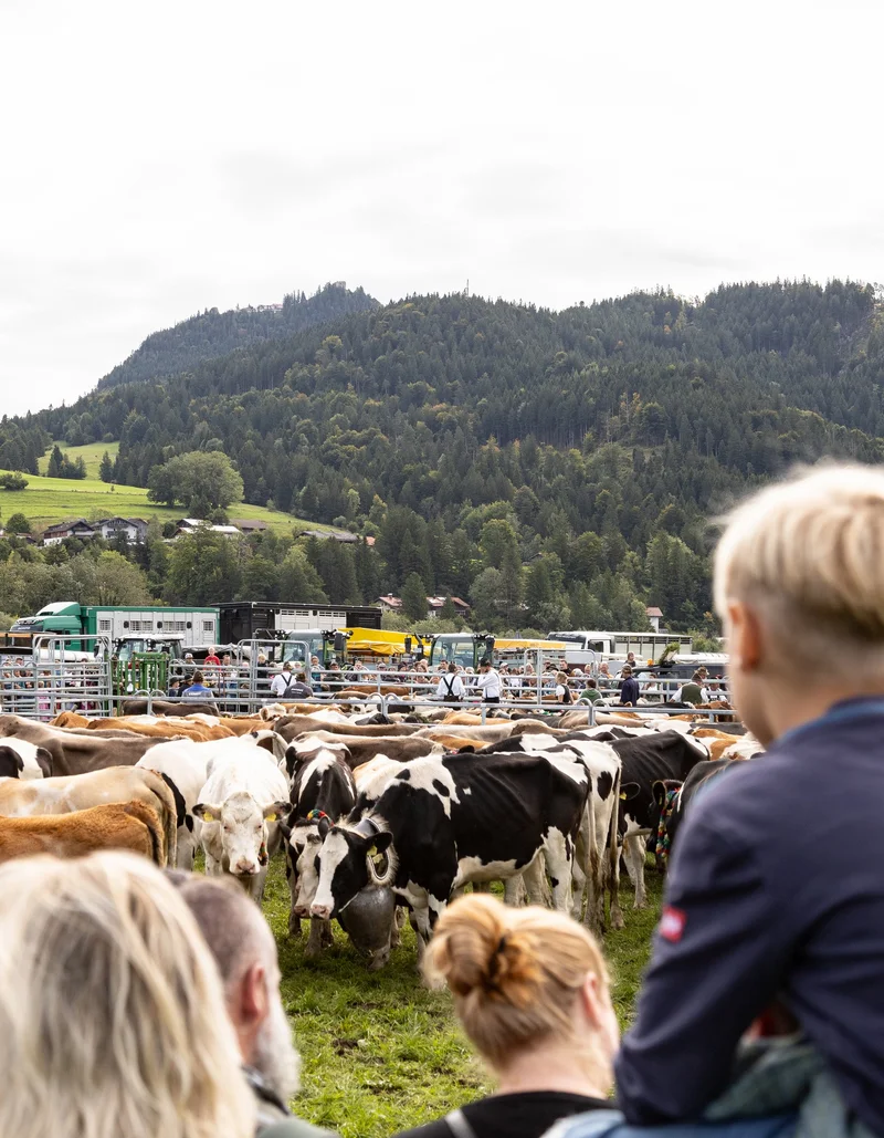 Familie schaut auf Kühe auf dem Scheidplatz