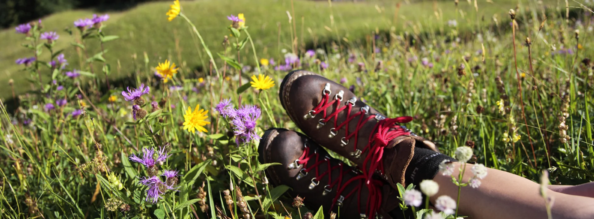 Wandern im Allgäu Eine blühende Bergwiese im Allgäu.