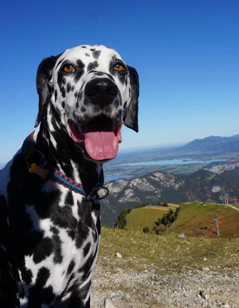 Urlaub mit dem Hund im Allgäu