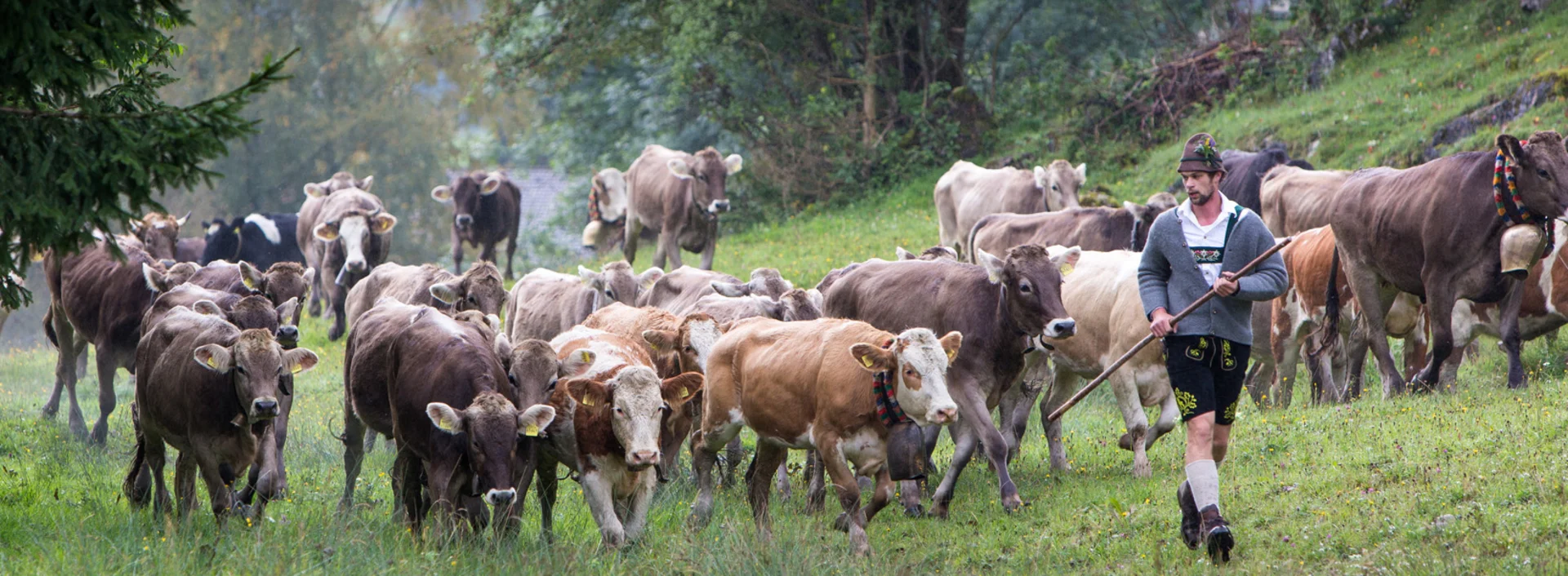 Kühe bei der Viehscheid in Pfronten im Allgäu Kühe bei der Viehscheid in Pfronten im Allgäu.