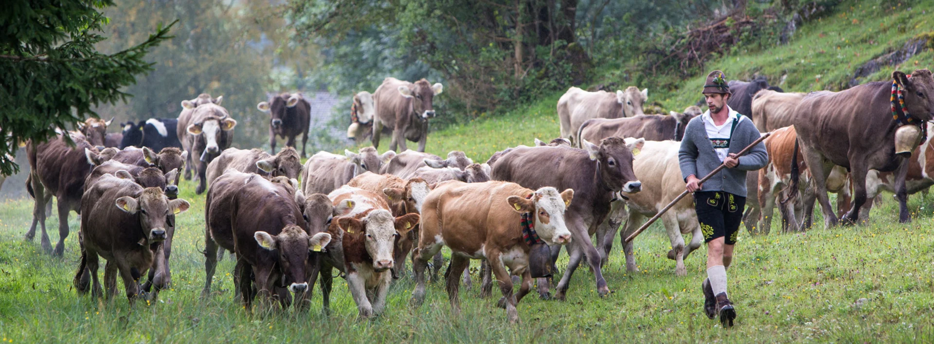 Kühe bei der Viehscheid in Pfronten im Allgäu Kühe bei der Viehscheid in Pfronten im Allgäu.