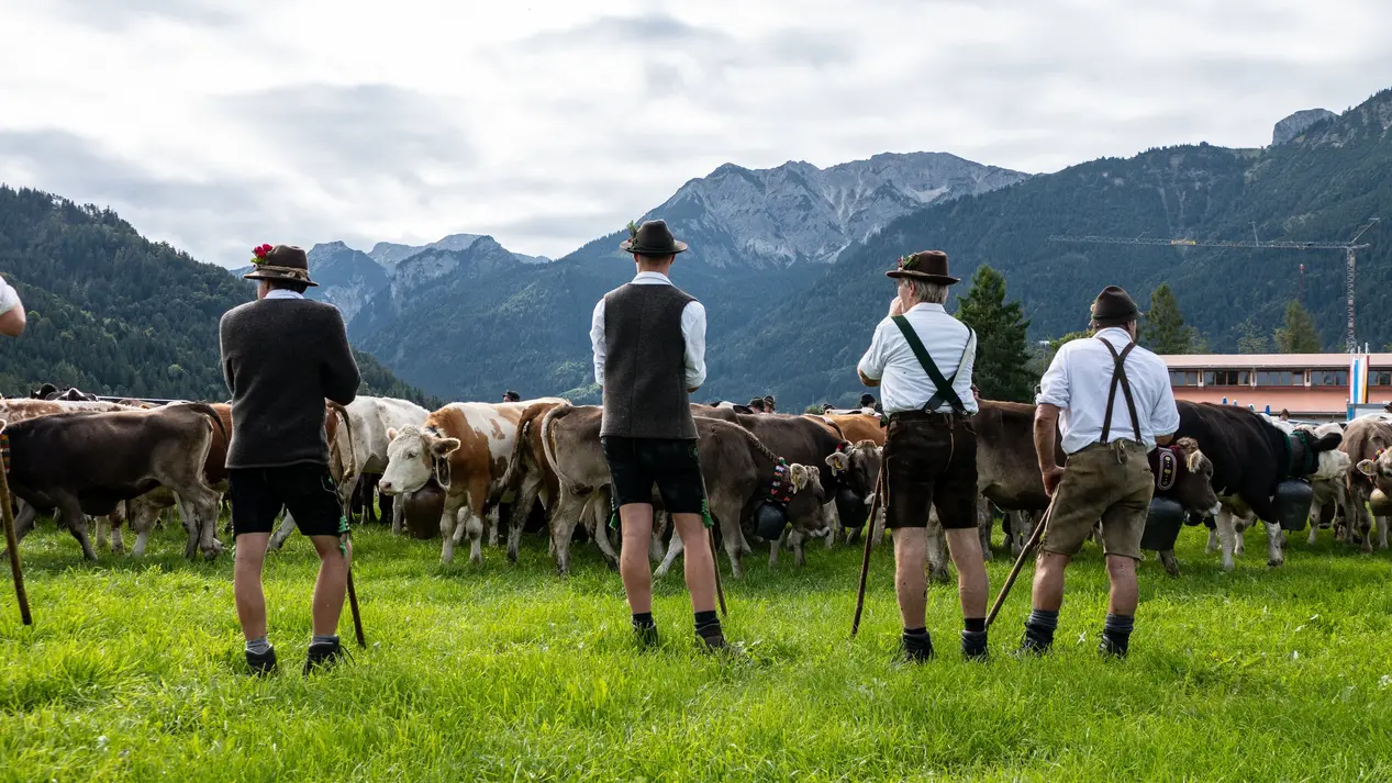 Männer in Tracht stehen auf einer Wiese vor einer Herde geschmückter Kühe bei der Pfrontener Viehscheid.