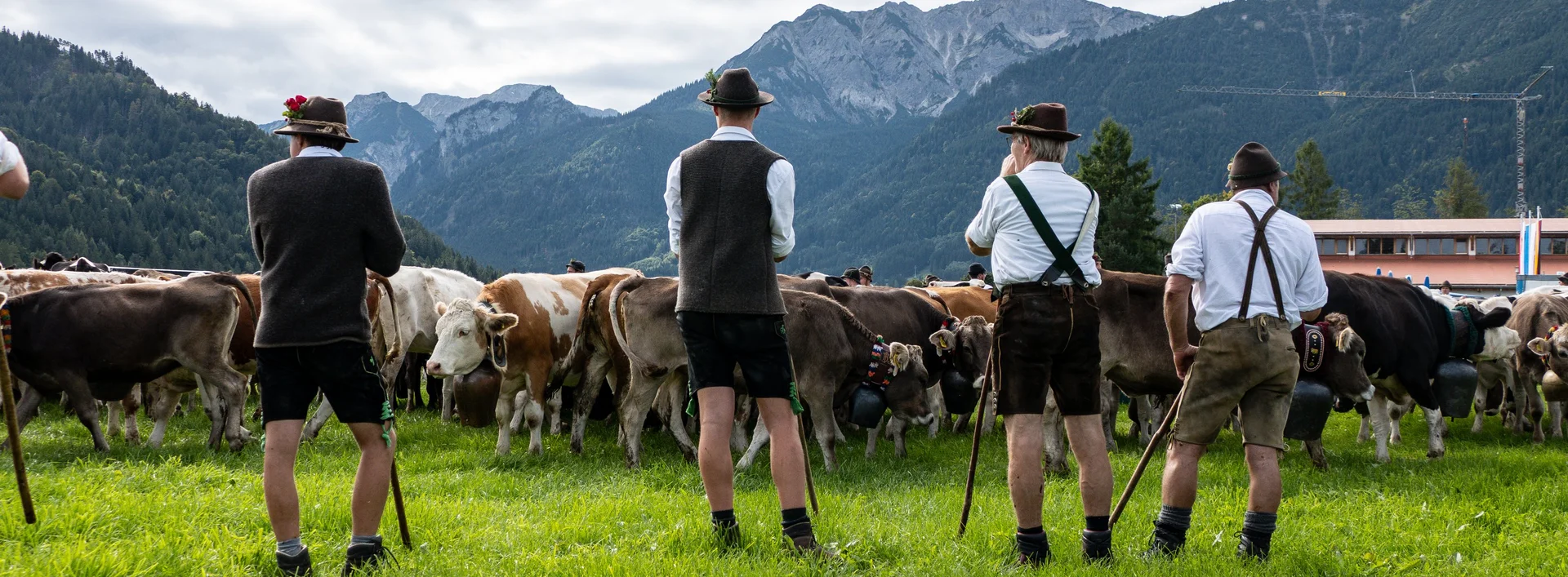 Männer in Tracht stehen auf einer Wiese vor einer Herde geschmückter Kühe bei der Pfrontener Viehscheid.