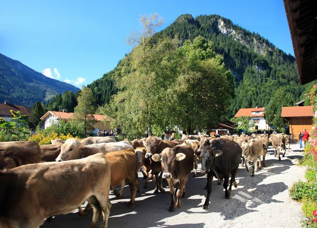 Almabtrieb durch Pfrontener Straßen