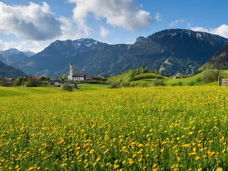 Pfronten im Allgäu - Wandern im Tal und am Berg Sommerliche Löwenzahnwiese mit Panoramablick und beeindruckender Bergkulisse.