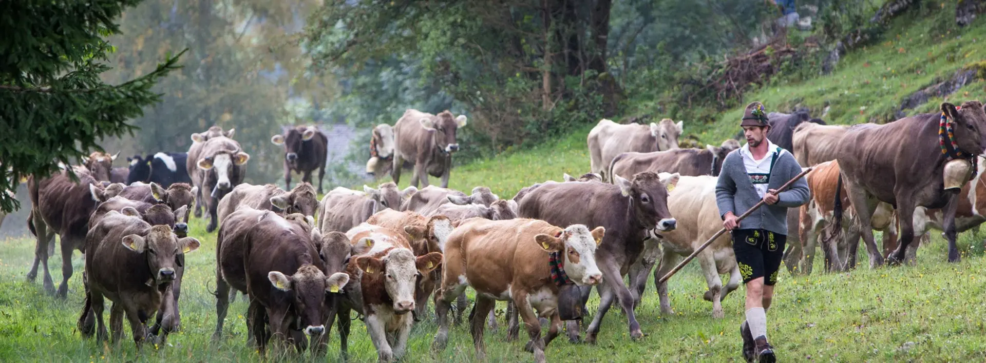 Kühe bei der Viehscheid in Pfronten im Allgäu.