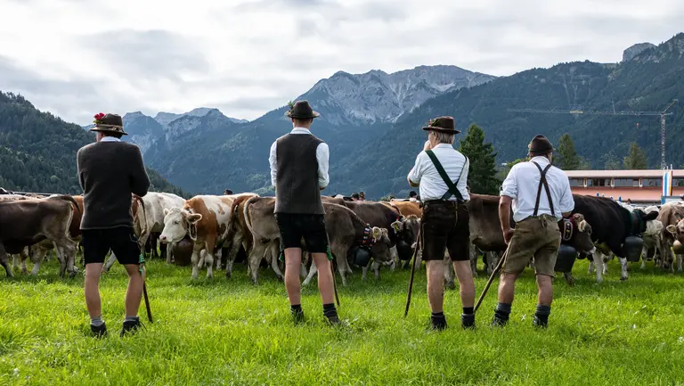 Männer in Tracht stehen auf einer Wiese vor einer Herde geschmückter Kühe bei der Pfrontener Viehscheid.