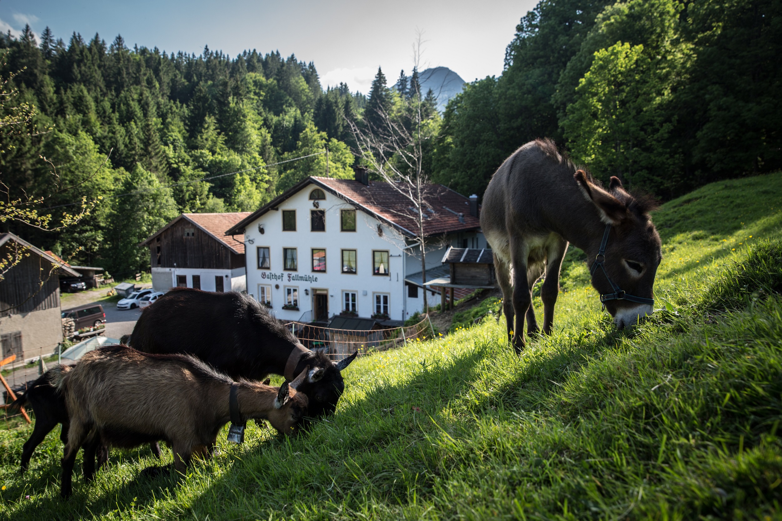 Gasthof Fallmühle im Achtal » Berghütten & Almen im Allgäu